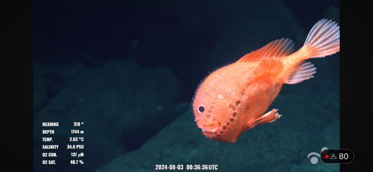 CaliKatBird's tweet photo. Chaunacops! #bestfish @SchmidtOcean #NazcaHighSeas #Dive700 https://t.co/lRybvGNKxQ