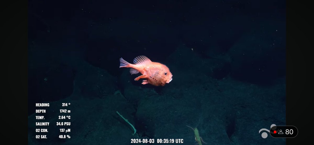 CaliKatBird's tweet photo. Chaunacops! #bestfish @SchmidtOcean #NazcaHighSeas #Dive700 https://t.co/lRybvGNKxQ