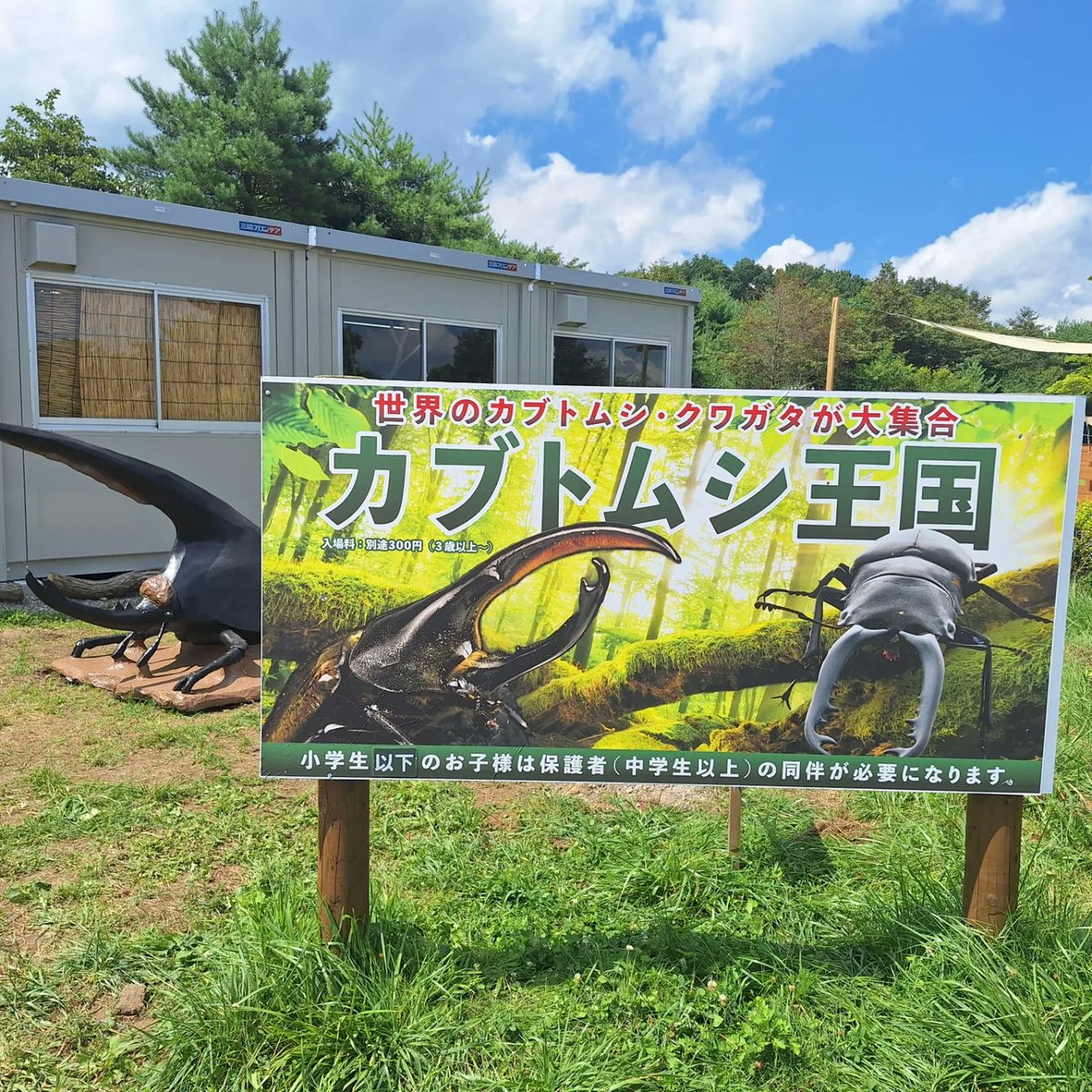 こんにちは！那須どうぶつ王国ペスです。夏といえばカブトムシ