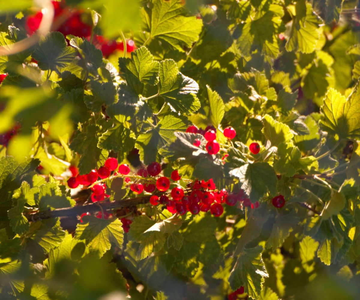 rmcrat's tweet photo. @Andrew__Holland @NCC_CNC @NCC_CNCMedia Birds and berries are what I saw. https://t.co/0ie5yUovtl