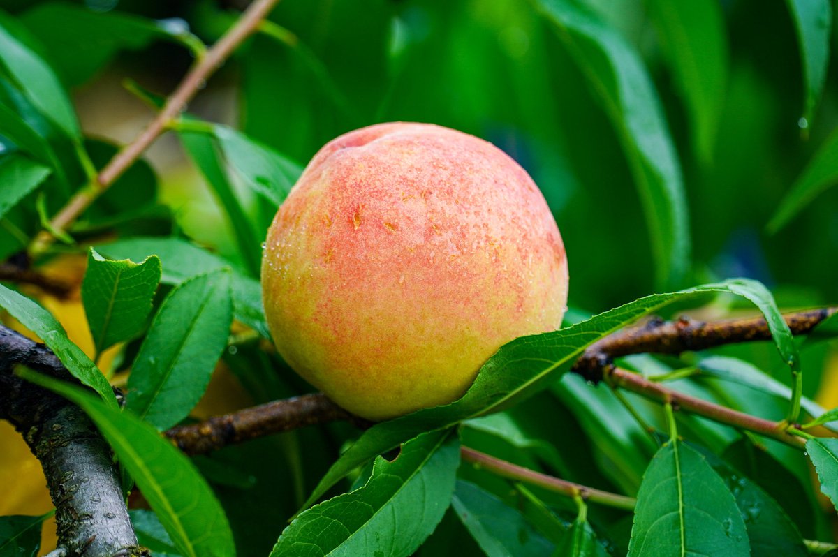 这几天，位于宁波奉化宝湾国际物流中心的欢喜奉桃分拣中心“开足马力”，一片繁忙景象。一只只粉嘟嘟的水蜜桃有序“排队”，接受智能分拣设备的“体检”，它们将被分为不同等级，经分装打包后销往全国各地。