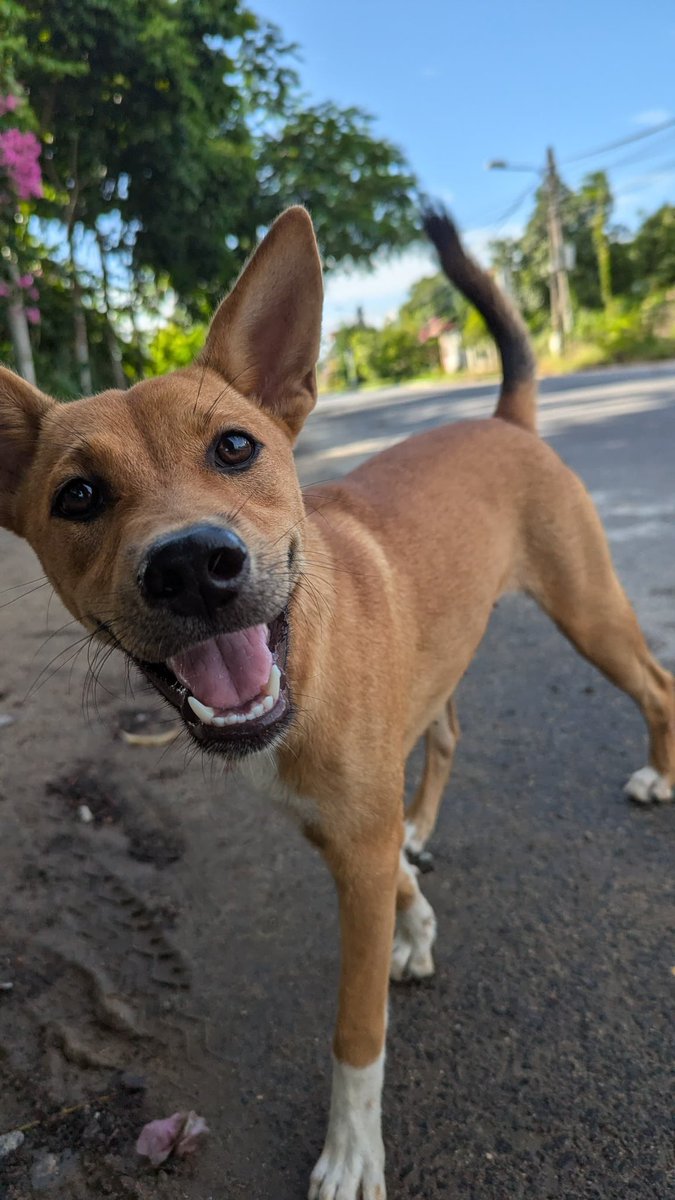 @vnanimalaid tweet media