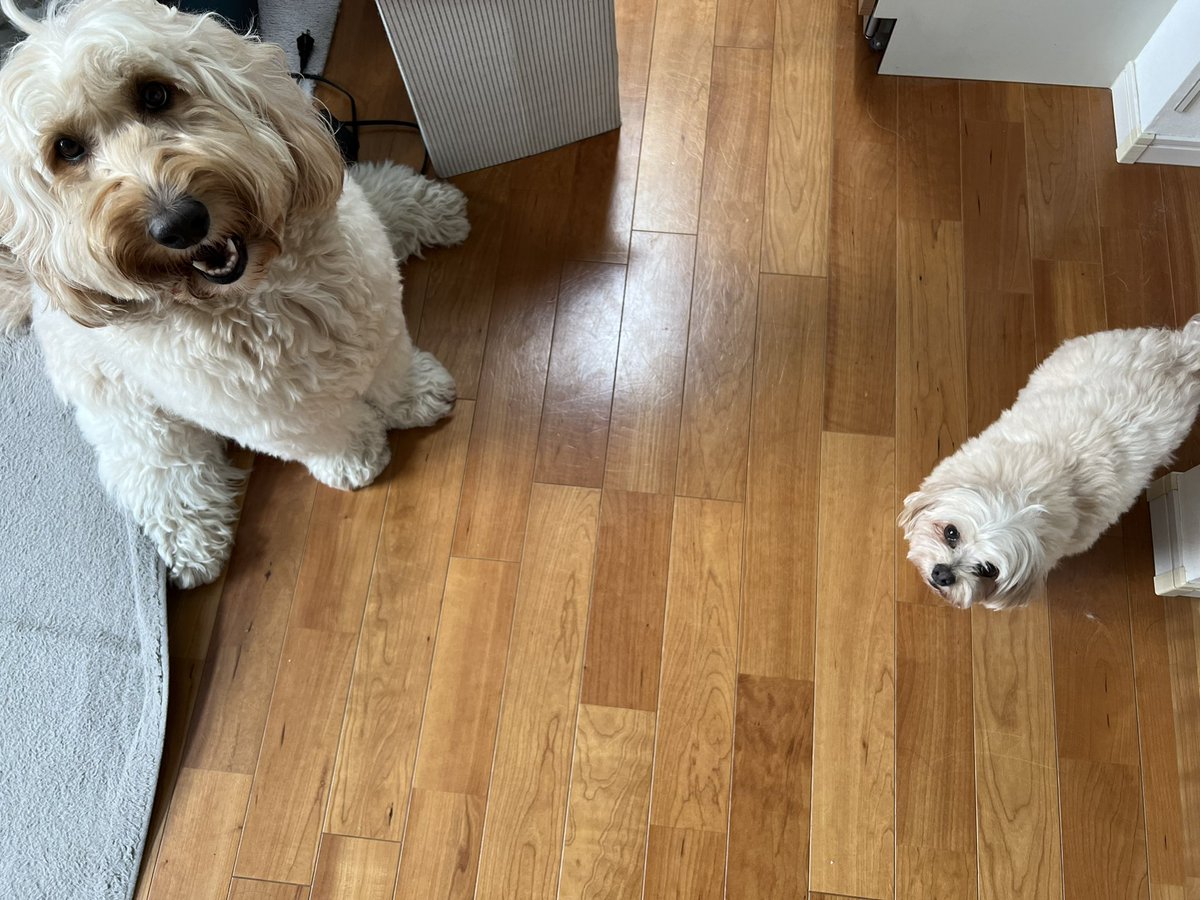 yosh_yag's tweet photo. 散髪に行ってくるねー。

「はいっ！　行きますっ！！」

……あー、「さんぽ」に聞こえたよね。ごめんごめん。
暑いから夜にしよう。 https://t.co/3nnGHYCvMs