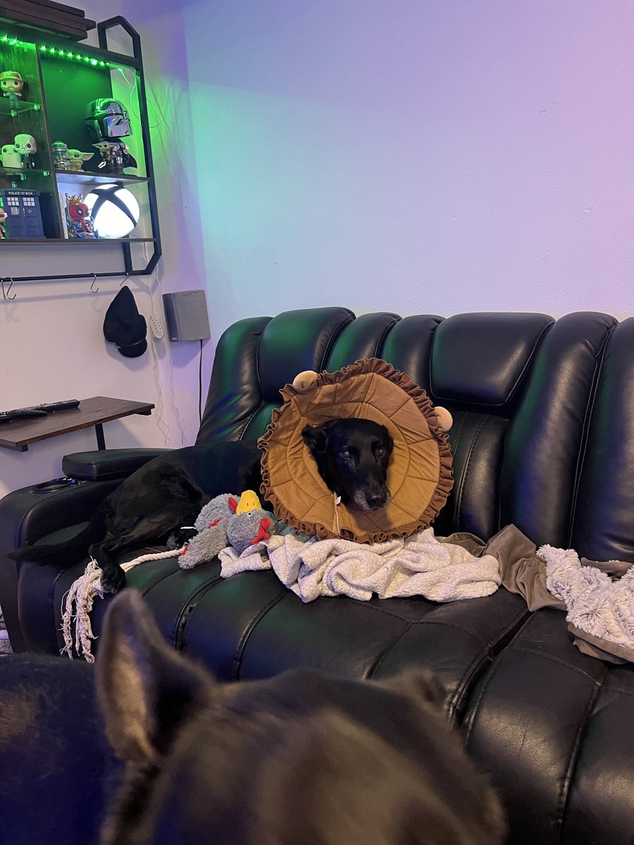 SicShotsNW's tweet photo. First time trying to lick his wounds the whole week. So he gets the cone of shame. But weโre live recovering from this hell week. #TeamNikko https://t.co/1rM73wzTrI