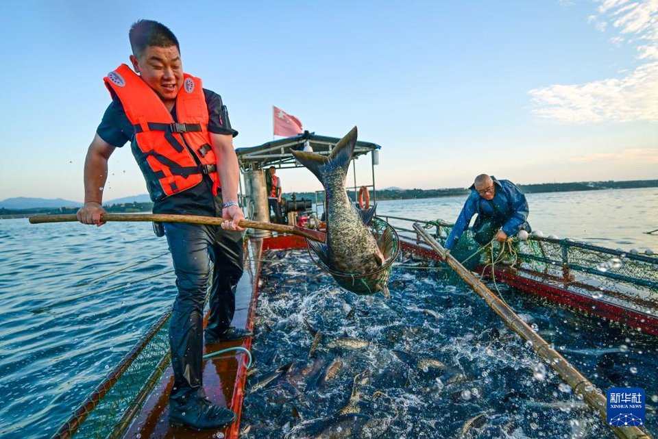 HenanPlus's tweet photo. Recently, in Luhun #Lake, #Luoyang City, Henan Province, fishing workers braved the scorching heat to catch fish, and the lake surface was filled with a joyful harvest scene of fish leaping over.
#China #Henan #Photography #coolsummer #summer #holiday #fish #harvest #catchfish https://t.co/dmMxpUnIXH