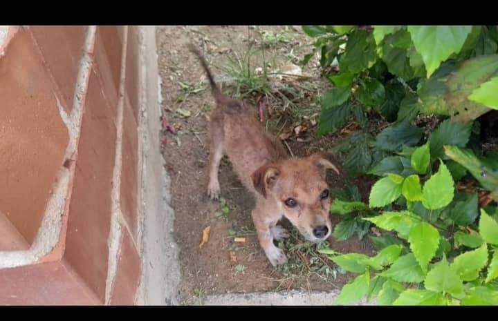 Reportan a esta perrita o perrito de aproximadamente 3 meses que ya sufre el abandono. Por favor alguien cerca a Guarenas Guatire esta criatura necesita un temporal con urgencia ya tiene días en la calle, está por Casarapa Urb la Colonia. Información al 0412 9540291 #Difundimos