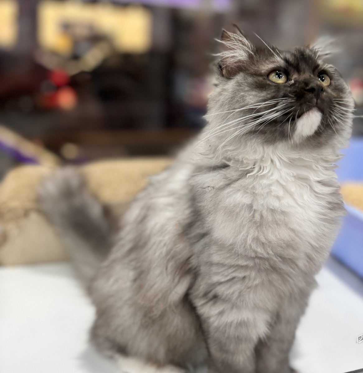 椒椒是個佛系又隨意的孩子☁️