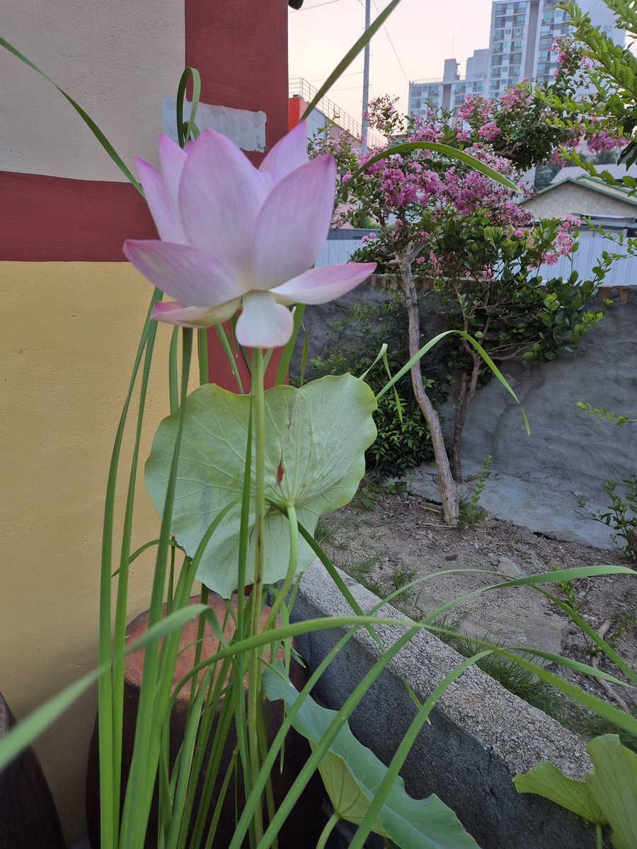 lotus054 (@lotus054) on Twitter photo 