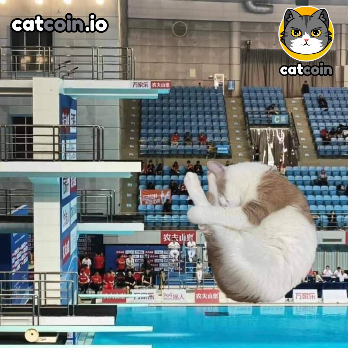 Official Catcoin tweet media