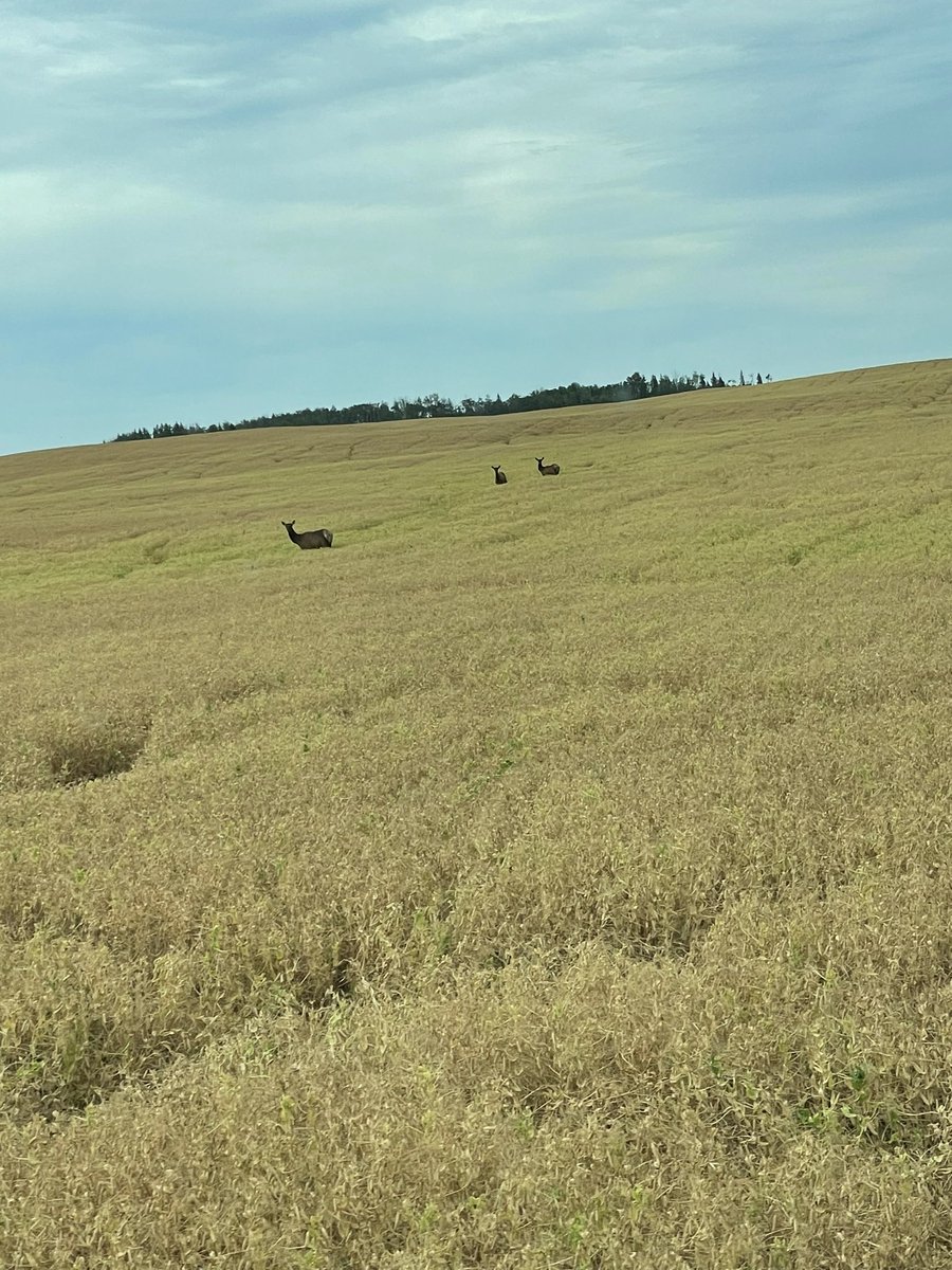 Elk damage on peas in the peace country is a George Foreman guarantee