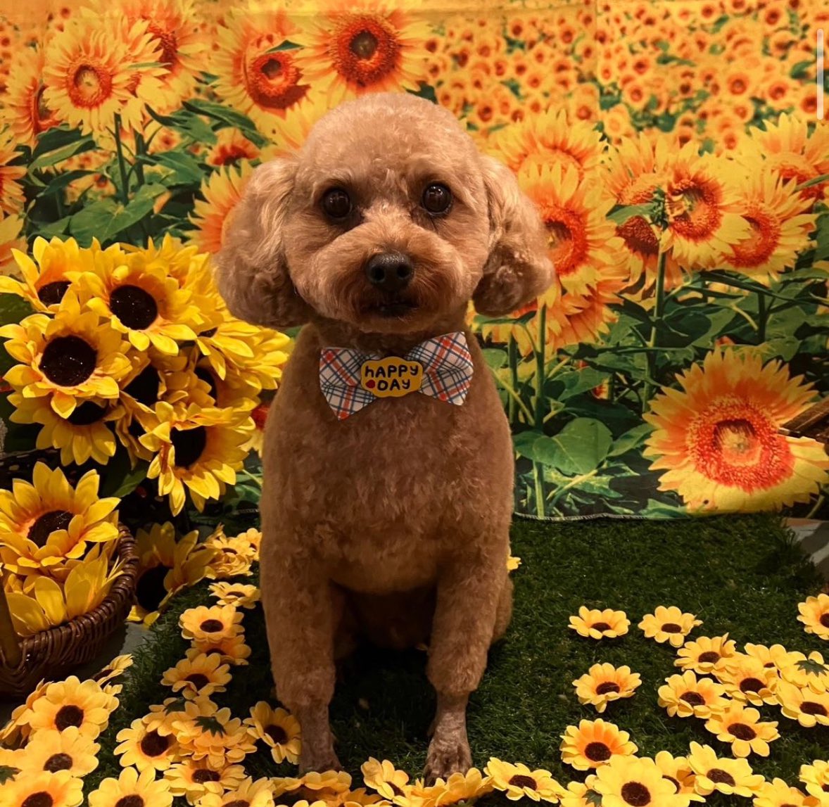 maisondemook's tweet photo. メゾン・ド・ムックHotel &amp; Spa 🐕🫧

カットコースご利用いただきました🐶✂️
#トイプードル のリッチくん🤍
持参のおやつぺろりでした😋

＊売り上げは全てシェルター費用にさせていただいております🙇‍♀️

https://t.co/FTqDnzmuvq

#保護犬 #保護犬を家族に #愛犬 #ペットサロン #トリミング https://t.co/unFYJhXXyF