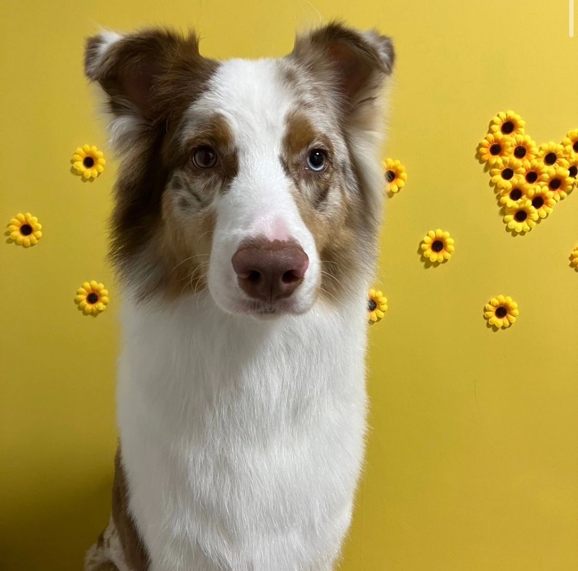 maisondemook's tweet photo. メゾン・ド・ムックHotel &amp; Spa 🐕🫧

カットコースご利用いただきました🐶✂️
#オーストラリアンシェパード のレイくん🤍
キリッとしたお顔で🌻🌻

＊売り上げは全てシェルター費用にさせていただいております🙇‍♀️

https://t.co/FTqDnzmuvq

#保護犬 #保護犬を家族に #愛犬 #ペットサロン #トリミング https://t.co/yUH3737xf7