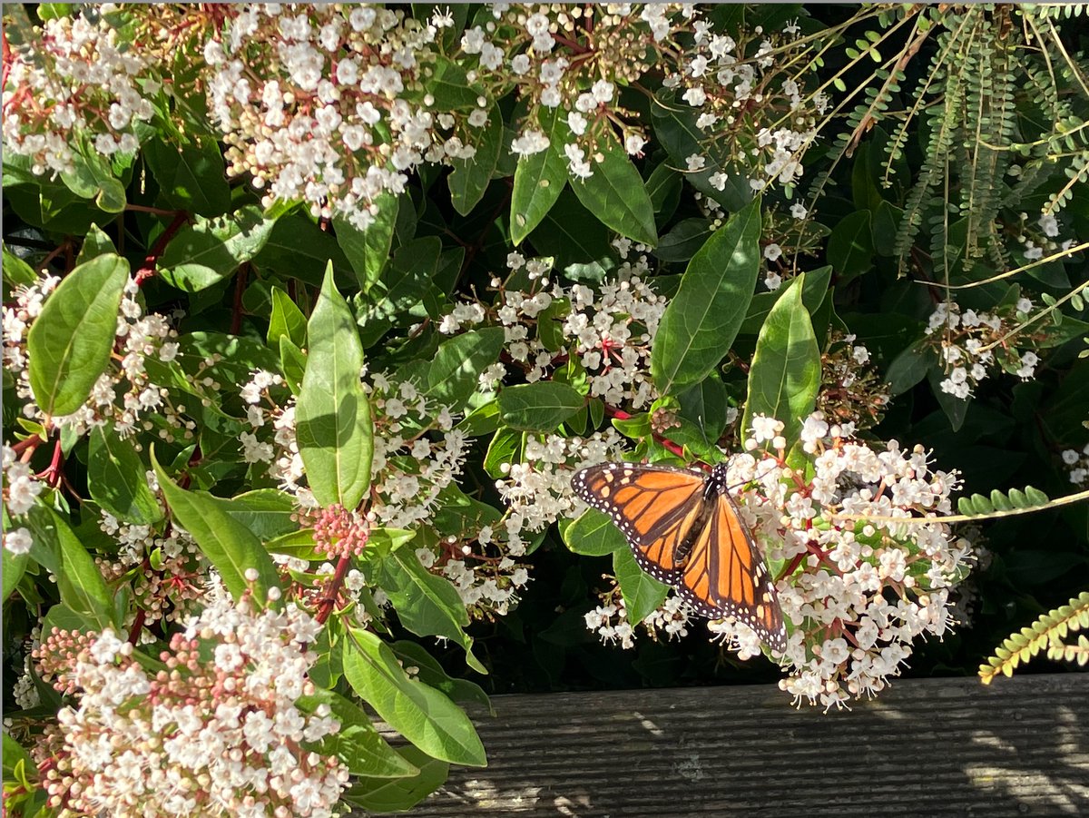 First butterfly of the season. If Winter comes, can Spring be far behind?