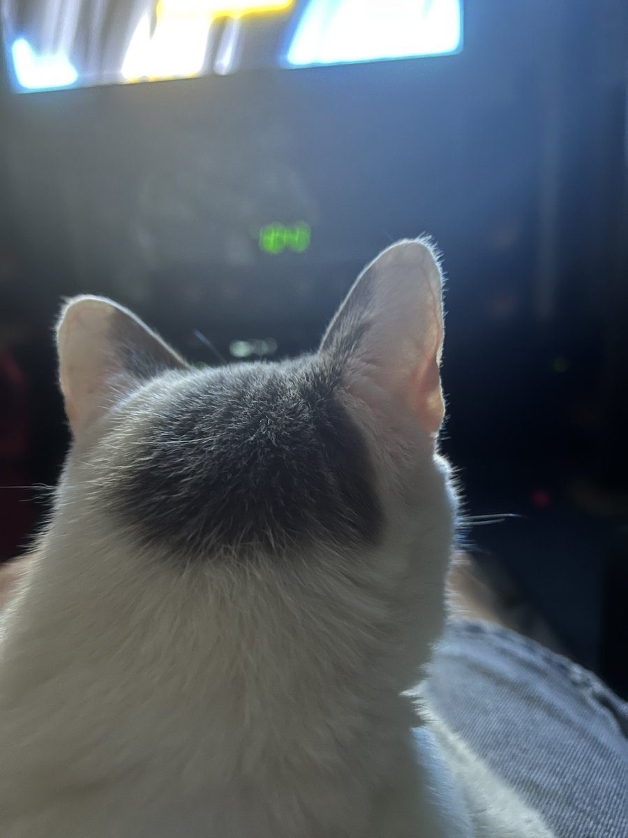 The_JimmyD's tweet photo. Ok THAT got Peanuts attention!
#SaveTheKitty
#TriplePlay
#OPLive
#OPNation
#OPLiveNation https://t.co/XhWa6IuWhj