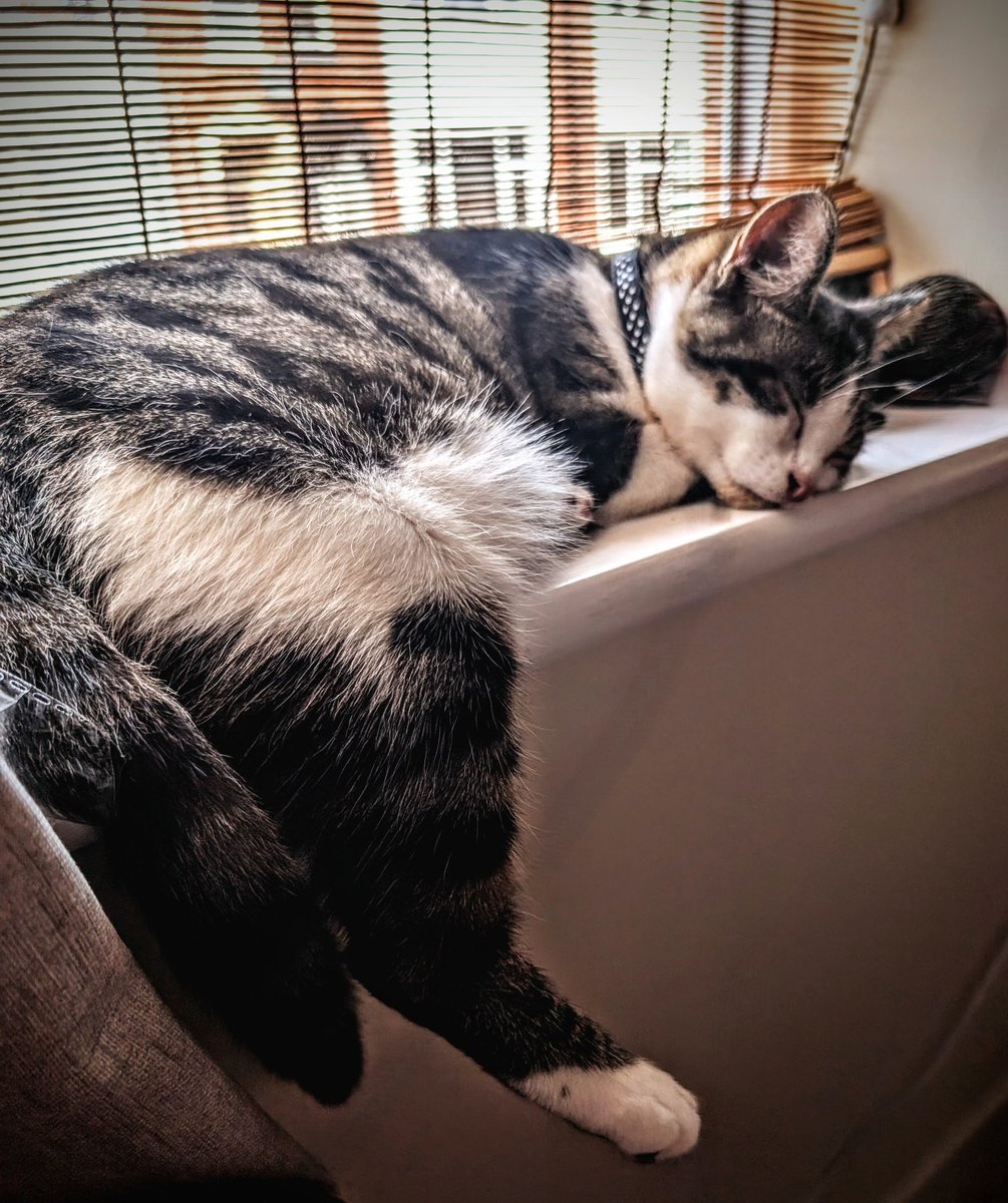 OneGrumpyGinger's tweet image. My boy 🤗