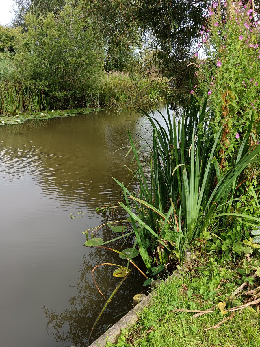 Paultheangler00's tweet photo. Life can get difficult at times but just spending a bit of time fishing really helps unwind. #fishing #mentalhealth 🎣🎣🎣 https://t.co/vffWKPfPtz