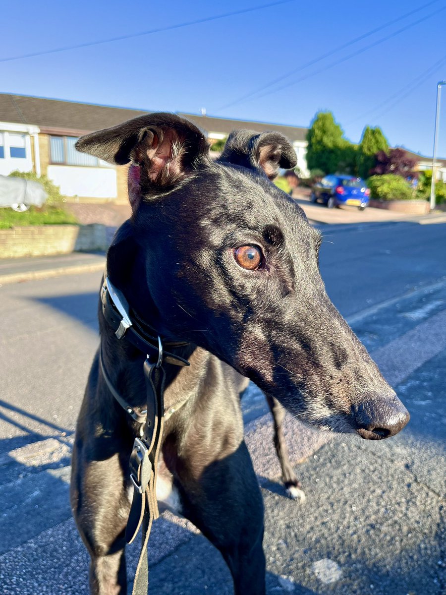 David Williams tweet media