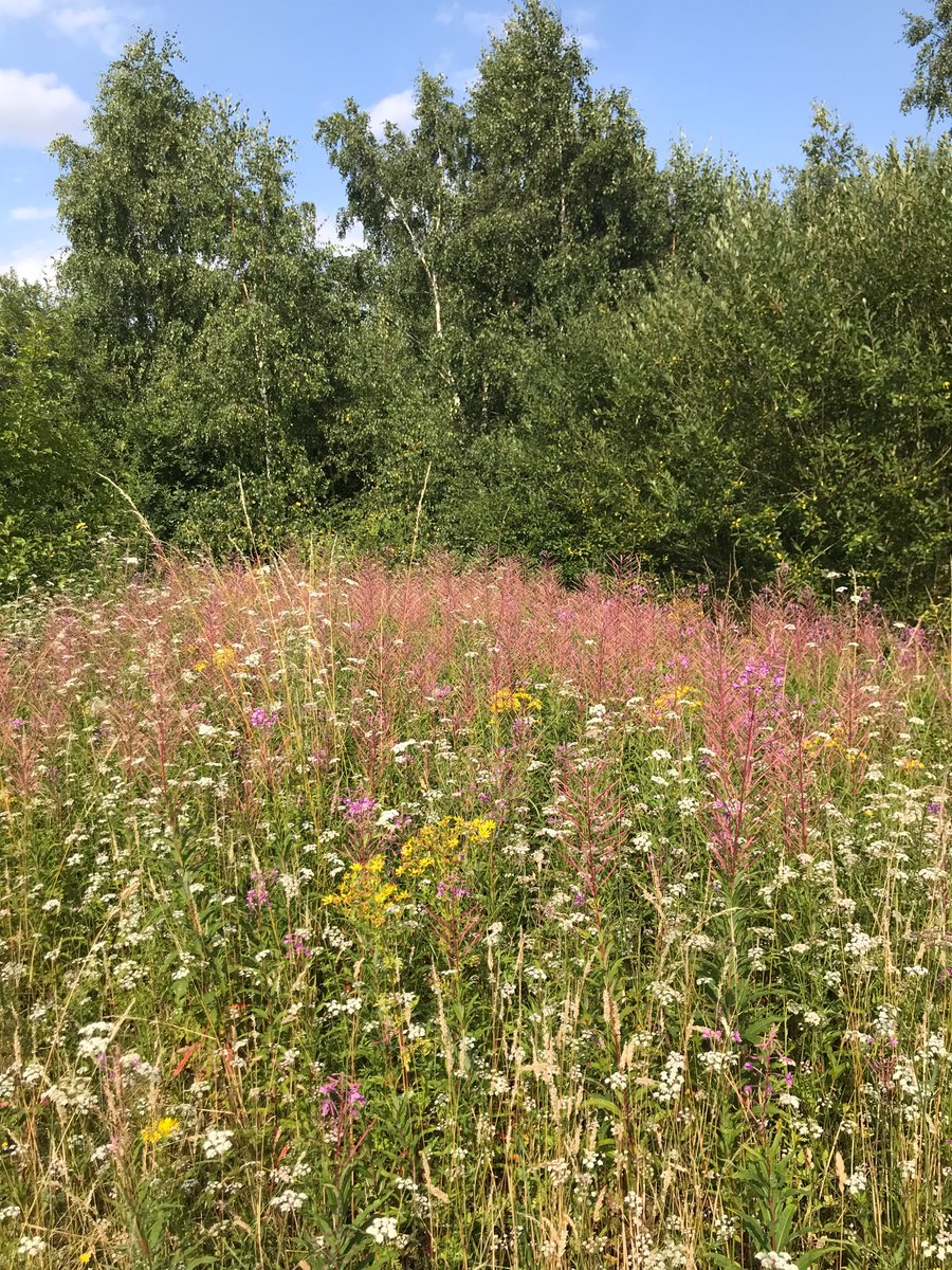 We’d love to count the plentiful butterflies on Rose Hill for #BigButterflyCount but there doesn’t seem much point as they and the habitat they rely on there will be bulldozed shortly for “executive homes”.  No wonder butterflies are in decline in the UK. 😿💚🦋🌳🌹🌸🌻