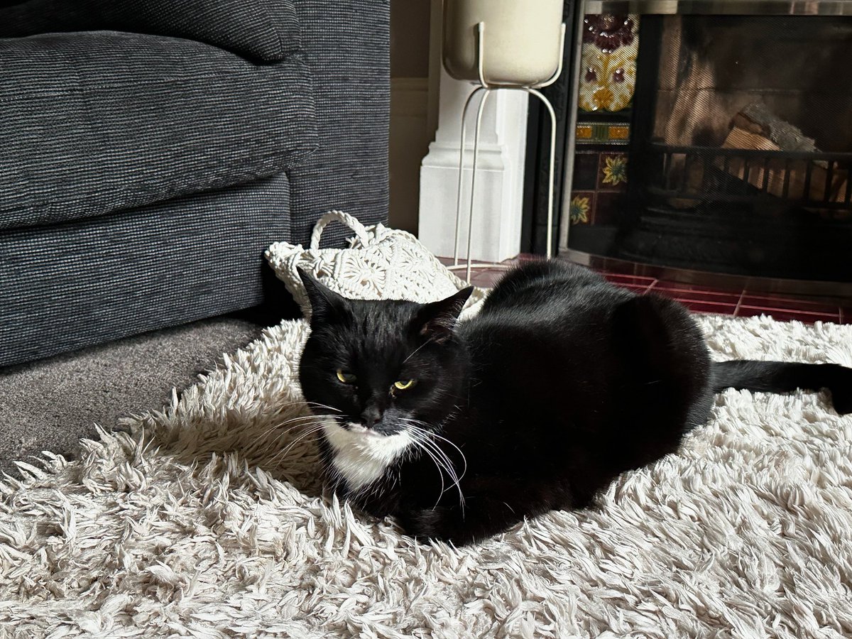 Missy makes a rare appearance in a client session today.
(Much to her sister Honey’s disgust!)