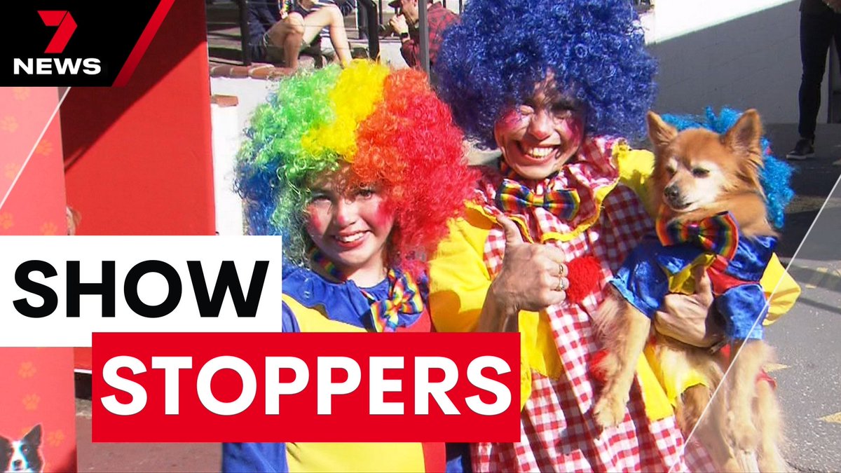 7NewsBrisbane's tweet photo. A Gold Coast street was blocked off today for a parade of pooches. Dressed as Olympians and superheroes they battled it out for the ultimate reward, being crowned 'Top Dog'. https://t.co/bKQJYPCfcd @Mel_Wightman98 #7NEWS https://t.co/pERlBJZ7EO