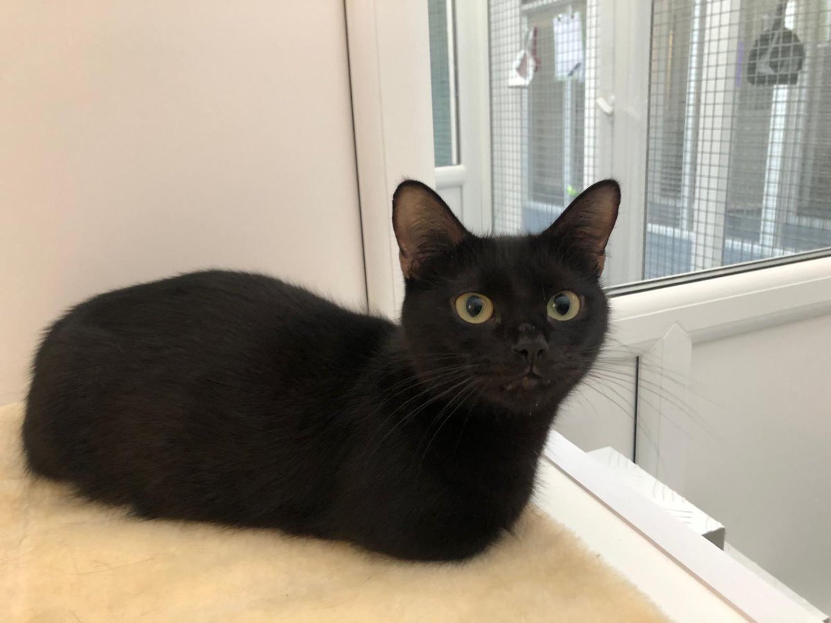 TCWShelter's tweet image. Good Morning 🤩… 

our shelter is open today 1-3pm 🥳

Please come and meet our amazing cats awaiting their forever families 🐾 ❤️ …