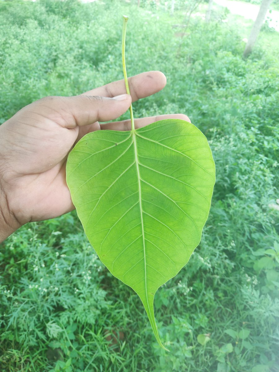 mukesh_achrol's tweet photo. पीपल वृक्ष के पत्ते को साइंस में क्या कहते हैं
#pipal #everygreen #savan #jaipurdaytour #Jaipur https://t.co/UnldJBCq4i