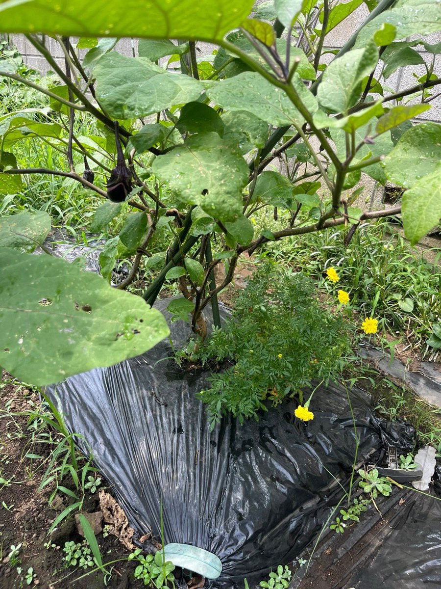vegeppo_poolo's tweet photo. 昨年の夏はトマト🍅が好調で畑へ行く度にトマトを食べていましたが、今年はナス🍆とピーマン🫑が好調☀️
畑って面白いですね〜👨‍🌾
#POOLO #べじっぽ https://t.co/L6TeD0Cnr6