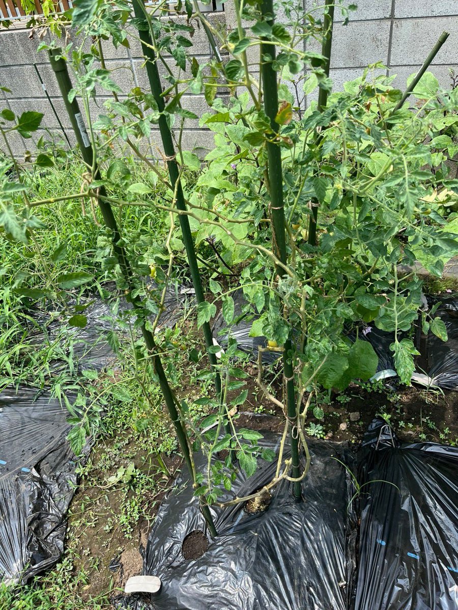 vegeppo_poolo's tweet photo. 昨年の夏はトマト🍅が好調で畑へ行く度にトマトを食べていましたが、今年はナス🍆とピーマン🫑が好調☀️
畑って面白いですね〜👨‍🌾
#POOLO #べじっぽ https://t.co/L6TeD0Cnr6
