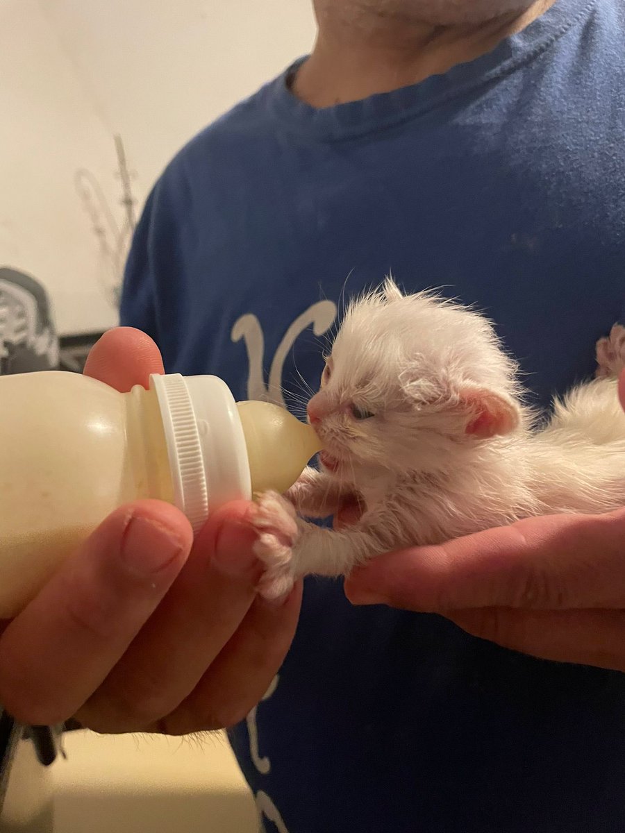 SfHuellas's tweet photo. Familia no sabemos ya cuantos bebés tenemos a nuestro cargo, esto es un no parar de abandonos, cada día nos dan avisos de muchísimos gatitos 🐱😢 NECESITAMOS LATITAS DE BEBÉS, os damos la dirección por privado o podéis hace Bizum con el concepto BEBÉS al 675329092 https://t.co/WfvXd2XLsa