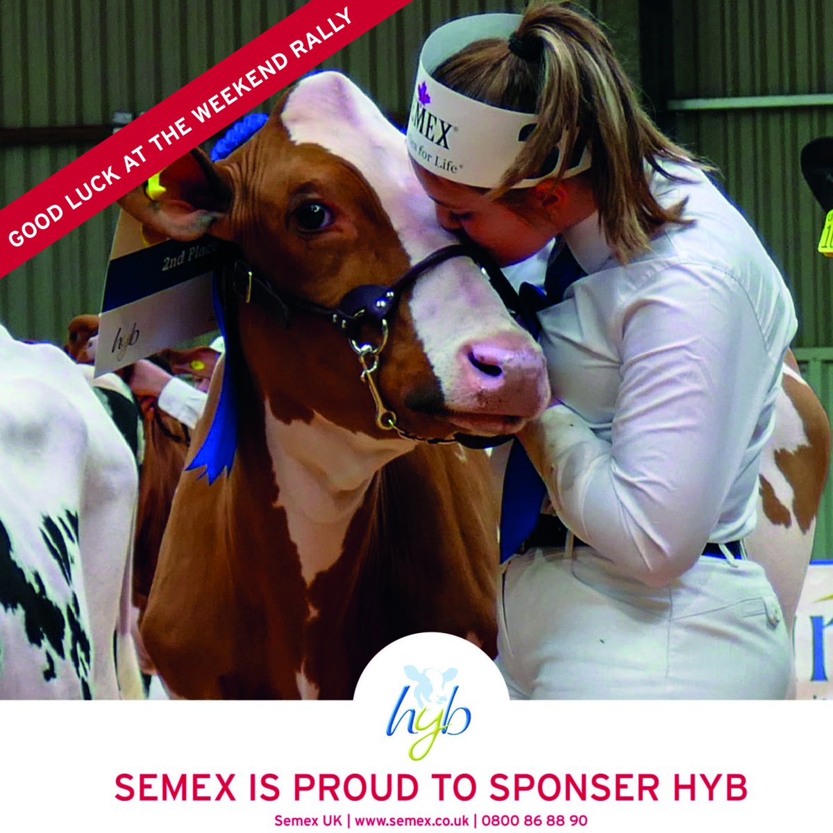 semexUK's tweet photo. We would like to wish all Holstein Young Breeders heading to compete at the Border and Lakeland HYB Weekend Rally the best of luck! 🏆
#geneticsforlife https://t.co/031ga0mfSb