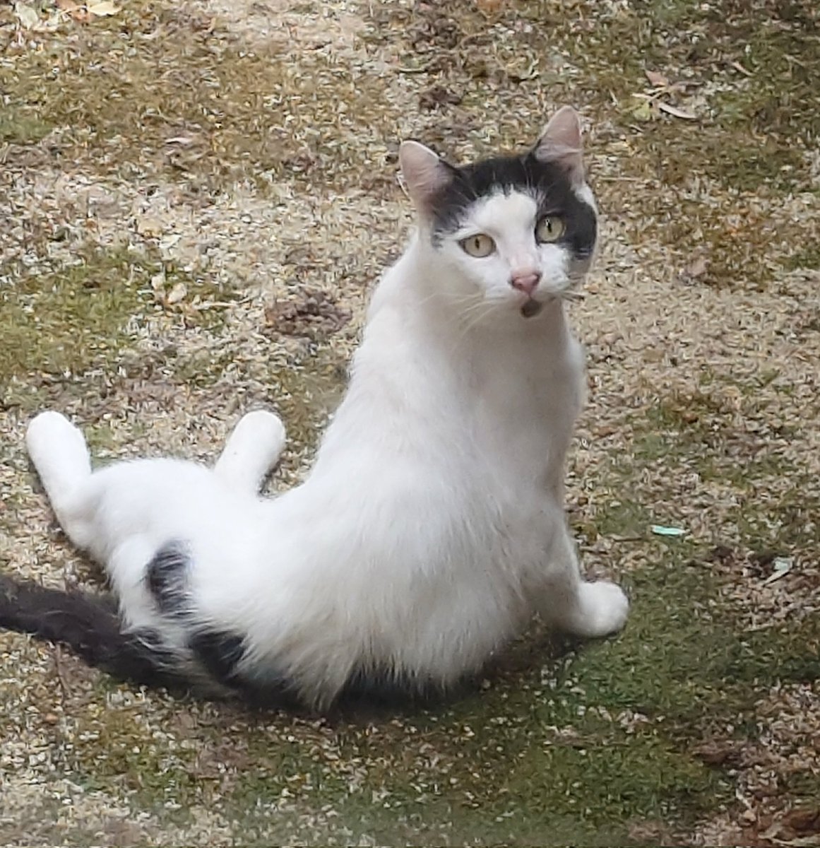ppp_tnit's tweet photo. 毎日暑いね〜🫠
この前、ねこちゃんがいたのでこっそり後ろから見てたら気づかれてこの顔だけど、口のあたり模様？なのかな？😮こんな顔してるように見えてかわいかったのよ🤭 https://t.co/XDrkTDOOtV