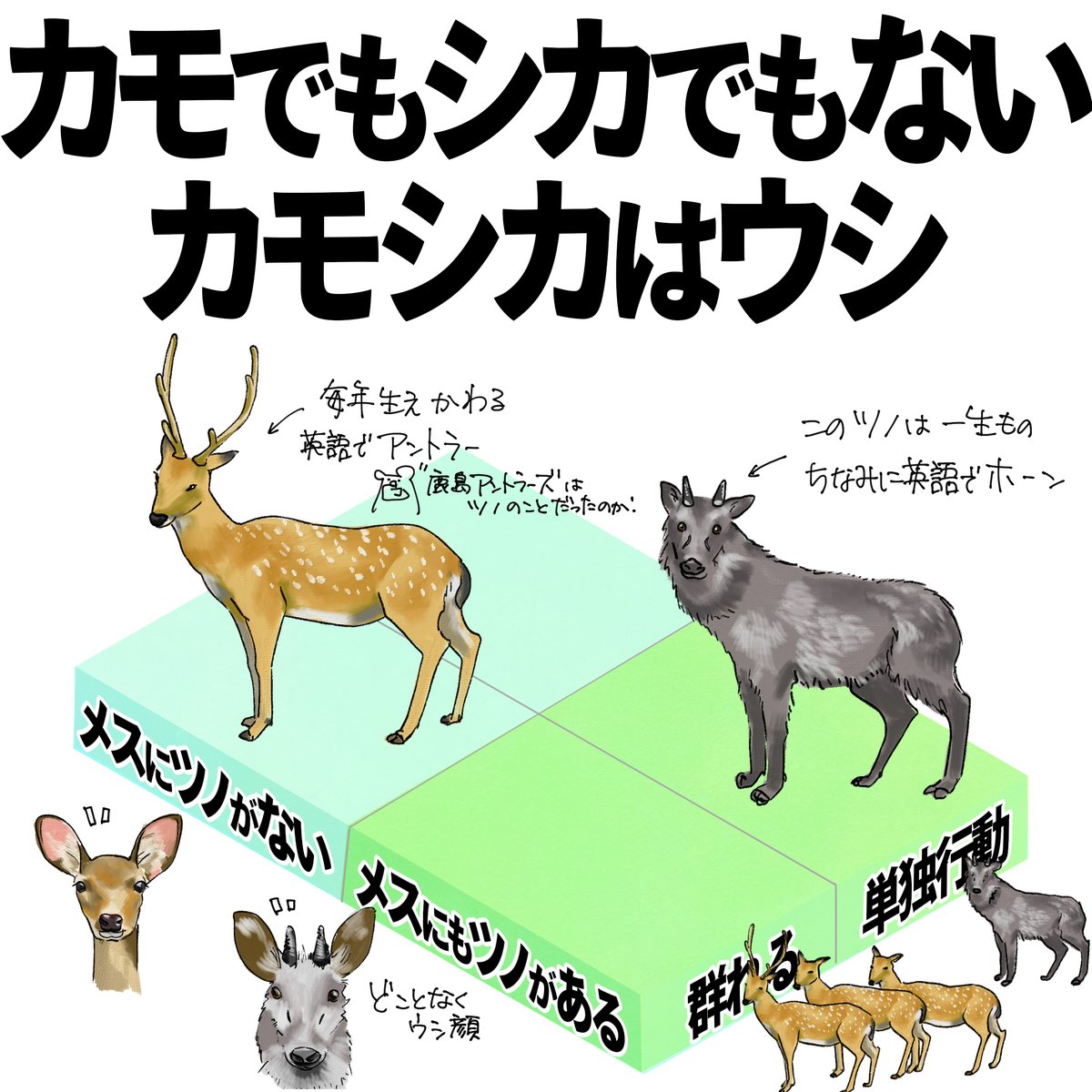 カモシカはシカとつくけど、ウシの仲間。どことなく顔も動きもウシっ 