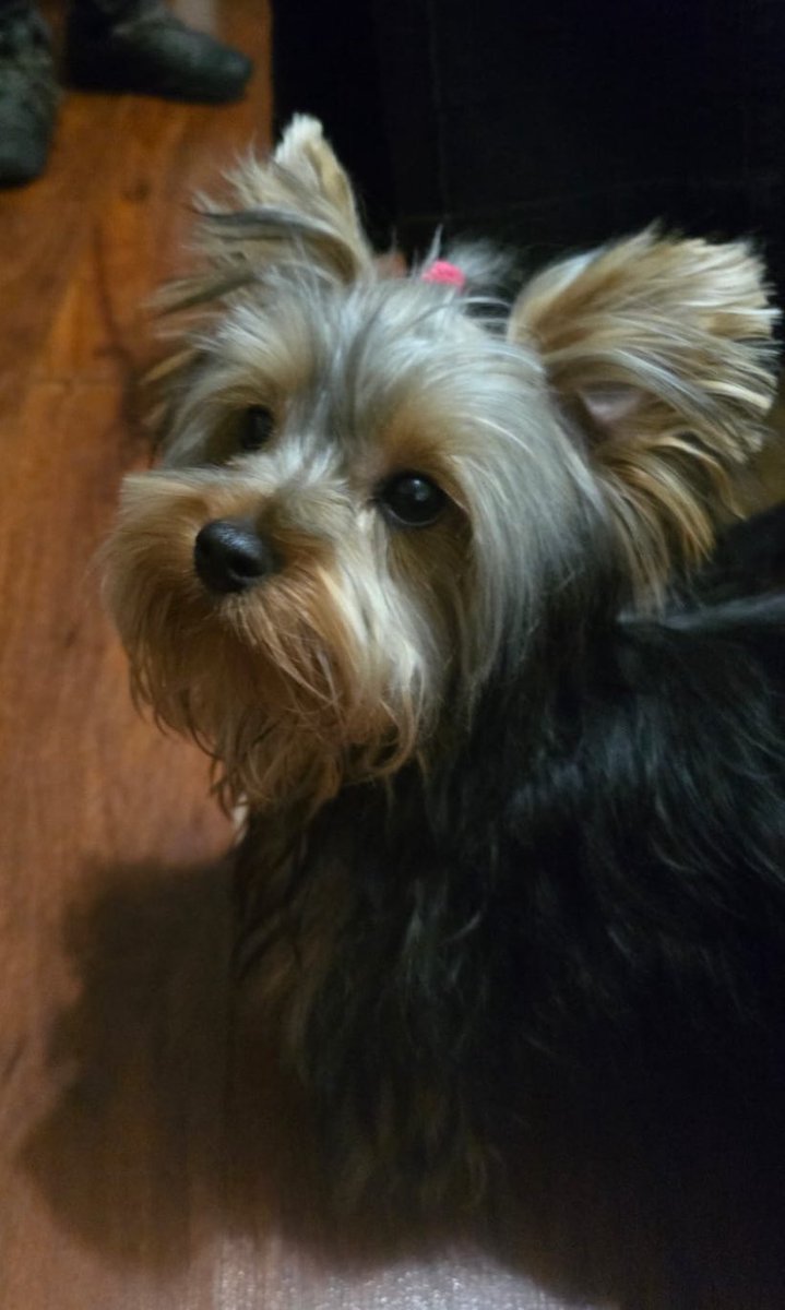 mpaz331's tweet image. @LATAM_CHI me obligan a llevar a mi perrito de 6 meses y q pesa 2kg en la bodega del avión xq esta pasado en 2cm en la altura q acepta @LATAM_CHI pero mide 28cm!!! Me están molestando!!! @LATAM_CHI es un #pethater!!