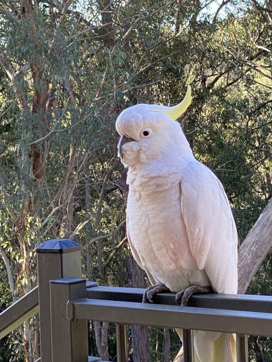 Karl Lijnders tweet media