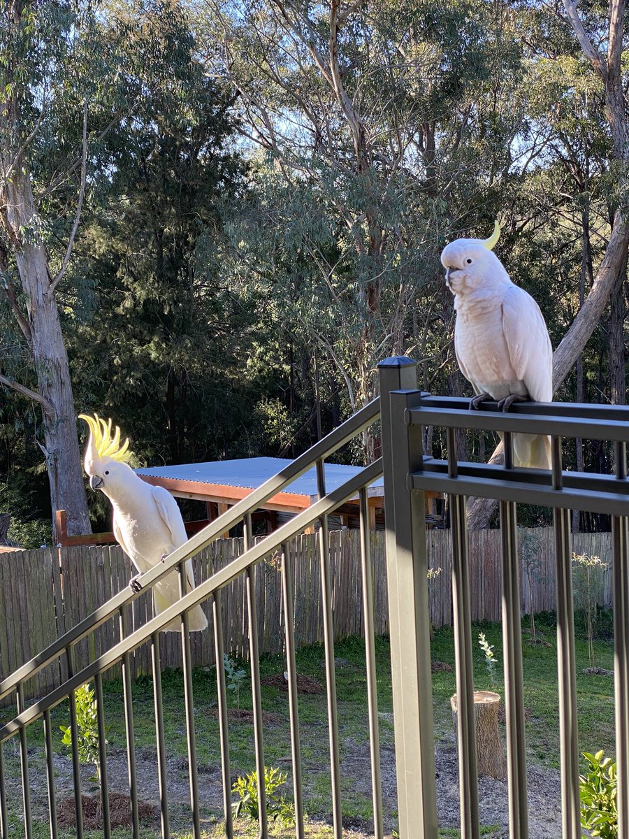 I am trying to work this afternoon.  But ever get the feeling you’re being watched…quality control here. 🦅🦅