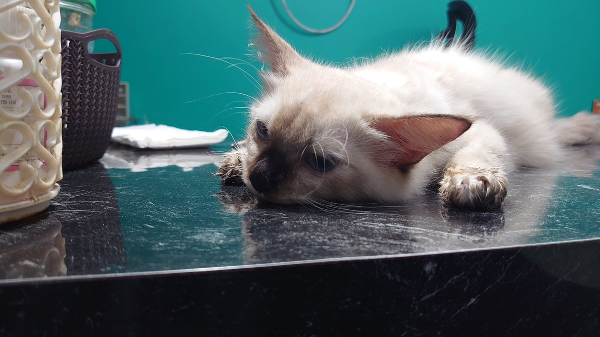 nemukucing's tweet photo. hallo semua nya, sebenernya aku kurang enak lakuin ini tapi karna butuh banget buat kucing ku 
jadi aku mau open komisi untuk bantu pengobatan kucing ku yang skarang lagi di vet, dan butuh sekitar 3 juta lagi, aku dah bayar 2 jutaan
info komisi di reply ya https://t.co/f5UyIqpq0H