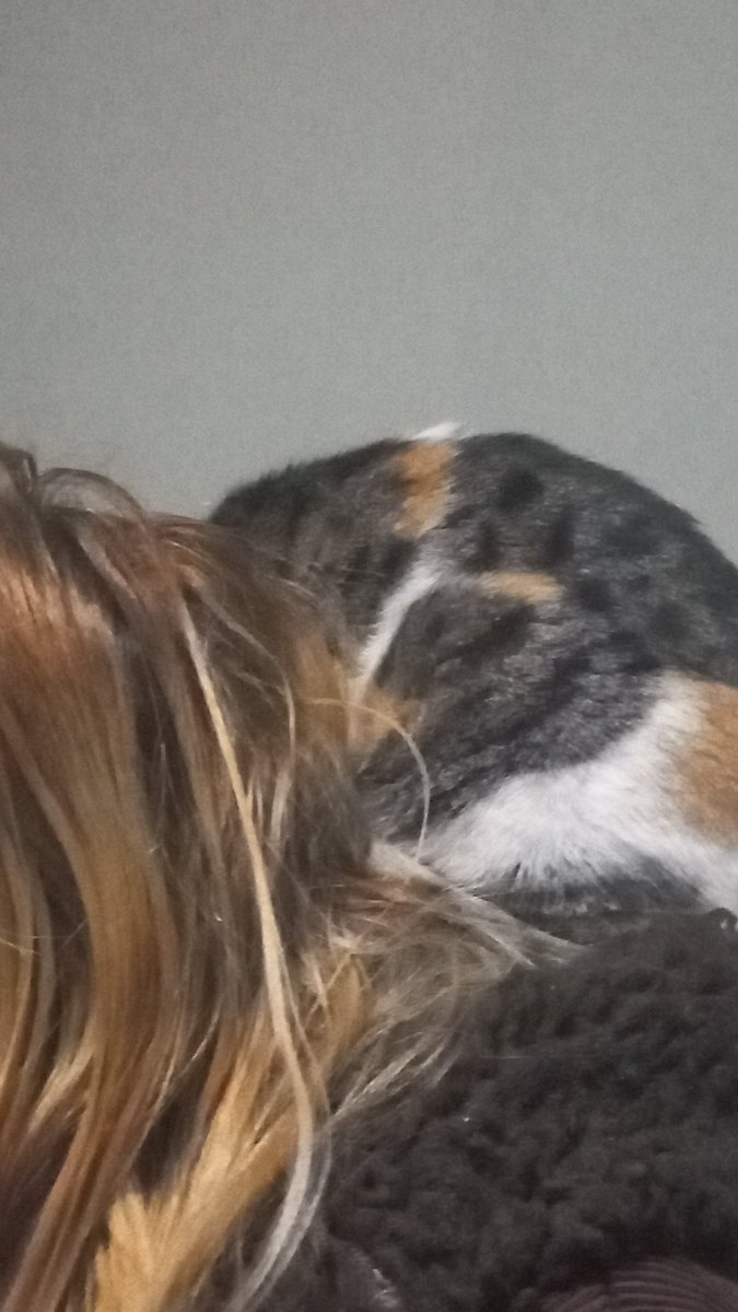 _happy_artemis_'s tweet photo. LMAOAOAOOA MY CAT IS SLEEPING ON MY MOMS SHOLDERS https://t.co/VYQcJCMPW2