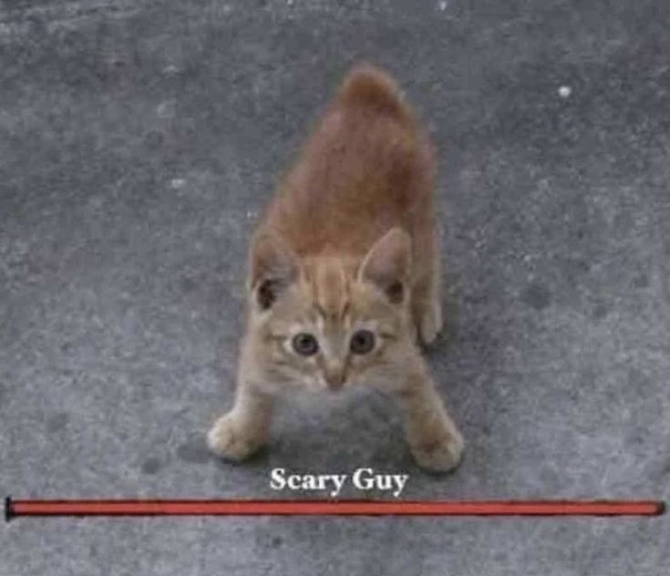 Captain Iglo tweet media