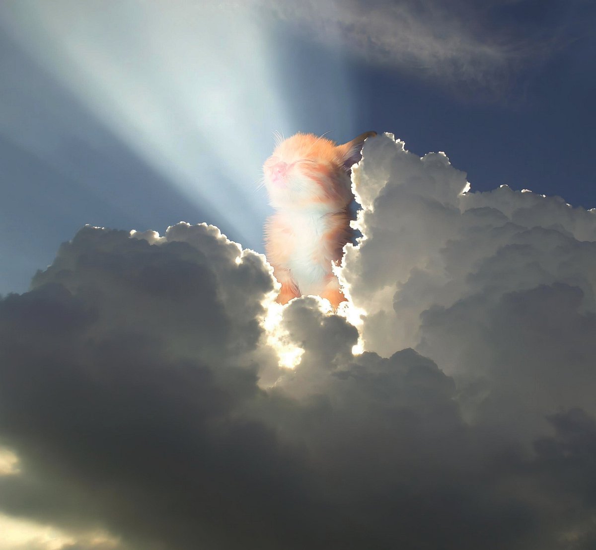 Omnicatonsol's tweet photo. the divine light guiding us through the clouds https://t.co/KZBC2j1ub8