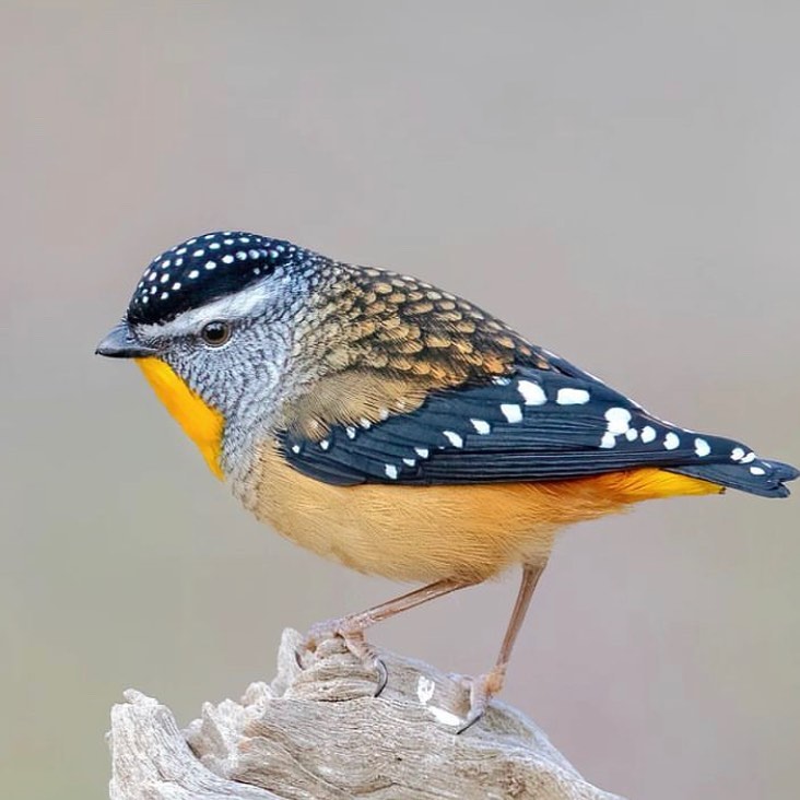 GUCZ2gLb0AE-3RE?format=jpg&name=900x900