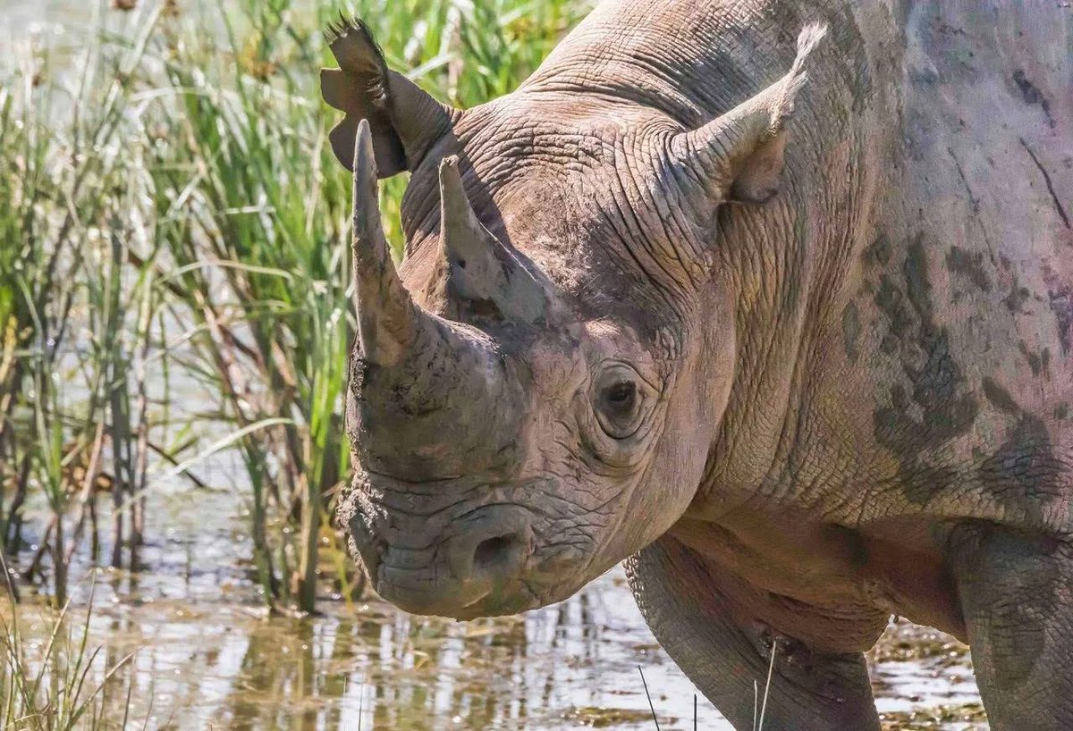 New IVF treatment/research is being looked at by scientists around the world to try and bring the Northern White species back from the brink. 

Read more about this in our latest blog by Gemma Howard-Vyse 🦏

workingabroad.com/blog/can-ivf-s… 

#rhinoivf #rhinoconservation #savetherhinos