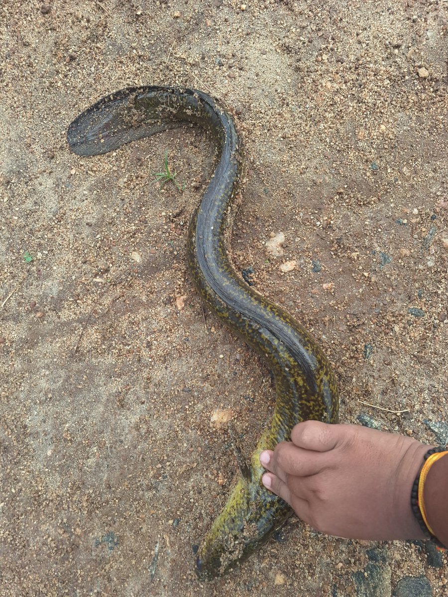 🇮🇳ମତ୍ସ୍ୟଜୀବୀ /Matsyajivi 🐟 tweet media