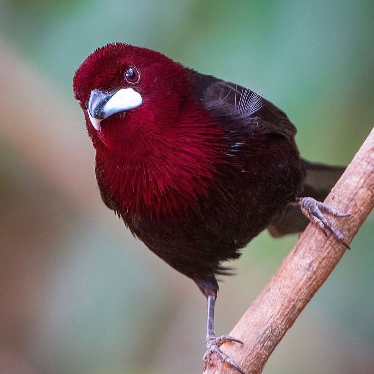 GUCdhg9aMAA1ybK?format=jpg&name=900x900