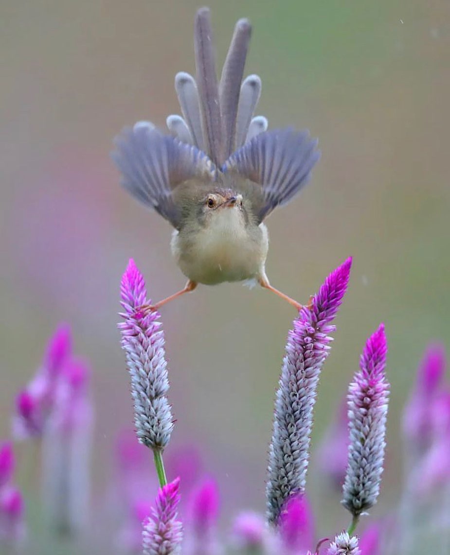 GUCeHtgXcAAy-tS?format=jpg&name=medium