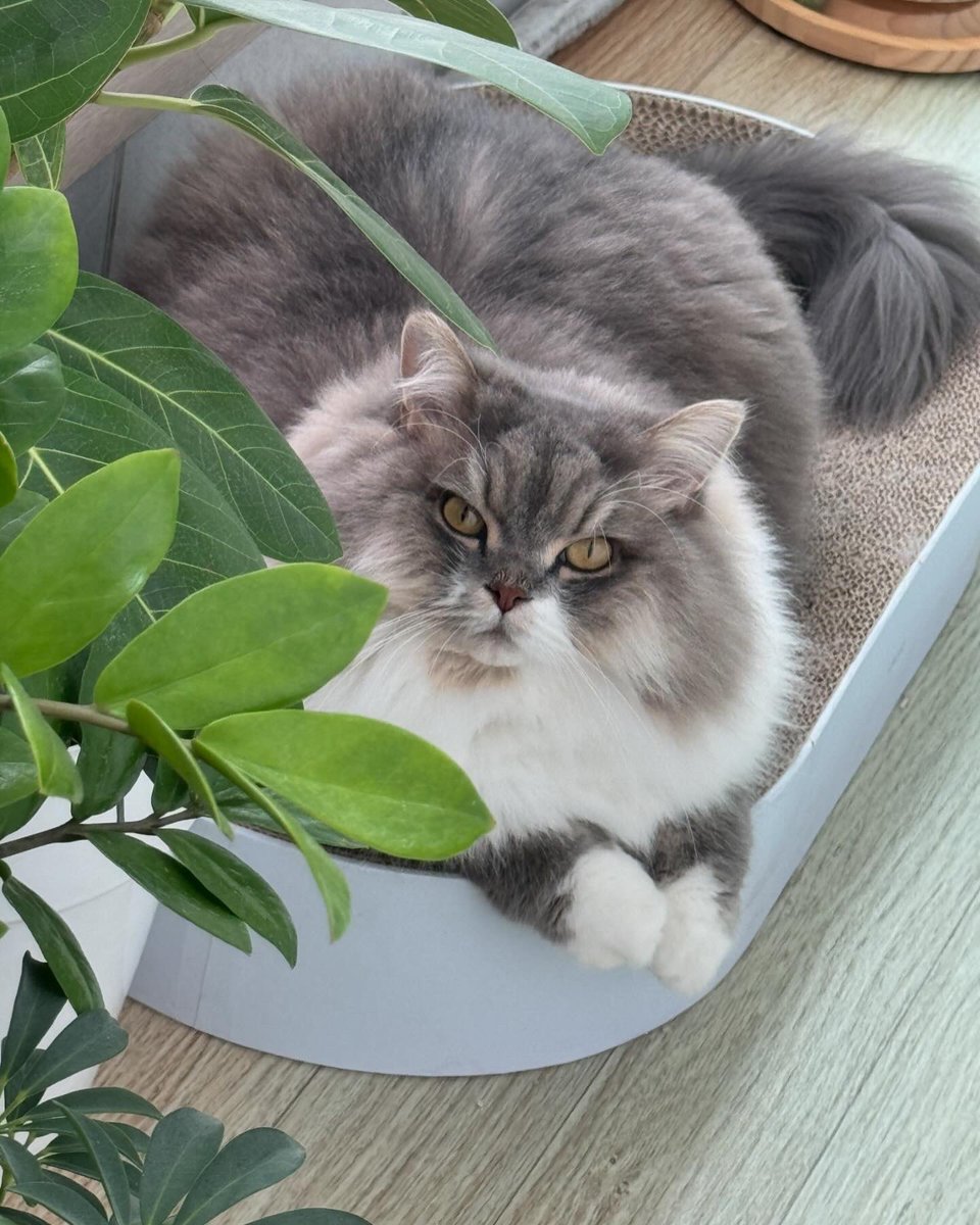 Cpudding09's tweet photo. 여름고양이 https://t.co/C8bDX2g2jF