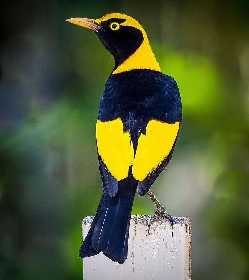 GUCfeNJacAAnVEy?format=jpg&name=medium