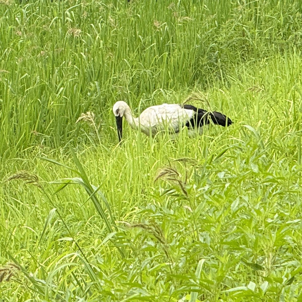 ryosokio's tweet photo. 京丹波の山間部をツーリングしてたら、田んぼにペアのコウノトリを見かけた。実物は初めて見たけど、想像以上に大きくてびっくりした。翼を広げると2メートル超えるらしい https://t.co/MQZ9jJ6Iq3