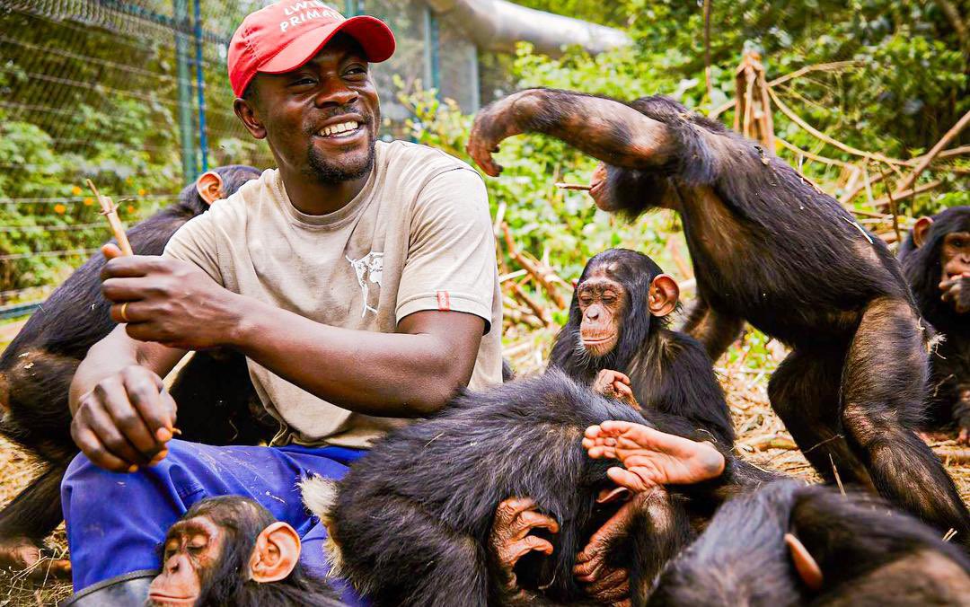 RayCho_12's tweet photo. Forget the Eiffel Tower, ditch the Great Wall - for a truly unforgettable experience, head to Lwiro #Chimpanzee Sanctuary in #Bukavu, #Congo. Think of it as a jungle version of a 5* hotel, but with way more fur and a lot less room service. 

Click link in bio for more info! 
#drc https://t.co/a1hdf8DiwH