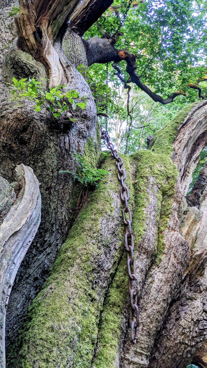 codetocoaster's tweet image. Finally paid a visit to the Chained Oak after all these years. Sad to see that not many chains remain!