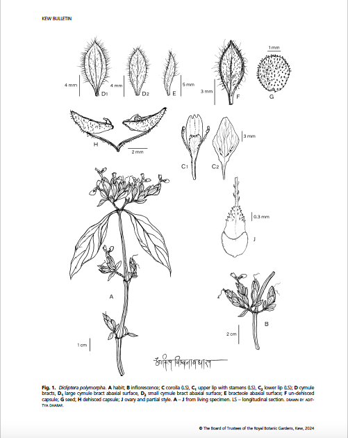 naigavkar's tweet photo. Dicliptera polymorpha, a new species from the northern #westernghats has been published by us in @KewBulletin. This unique species is the only Indian Dicliptera with a pyrophytic habit, blooming in response to fire🔥and having spicate inflorescence.@ari_pune @shigwan_bhushan https://t.co/pinjsidjJP